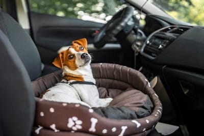 車内の犬