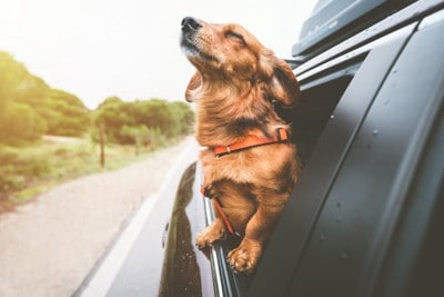 気持ち良さそうに車窓から顔を出す犬