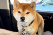 入院していた女性が『1ヵ月ぶりに愛犬と再会した』結果→喜ぶと思ったら…人間のような『拗ね方』が8万再生「寂しかったんだよね」「可愛い」