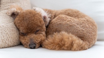 体を丸める犬