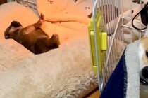 赤ちゃん犬の隣で『子育てに疲れすぎたお母さん犬』が…思わず共感する『まさかの表情』が15万再生「虚無顔で草」「人間味を感じるｗｗ」と反響