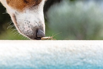 犬とカマキリ