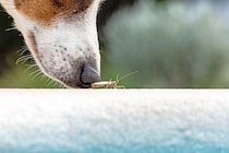 犬が虫を食べてしまったら…？起こり得るトラブルや危険な症状まで解説