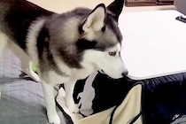 『子猫が家出した』と勘違いしたハスキー犬→大騒ぎしていたら、コタツの中で発見して…差がありすぎる『表情』が727万再生「喜怒哀楽がｗｗ」