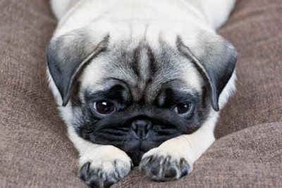 悲しそうに伏せる子犬