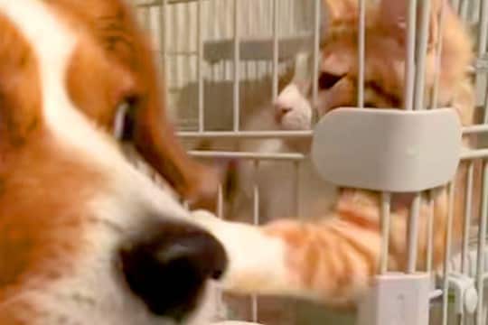 自分で猫に近づいた犬が、なぜかビビりまくり…理不尽すぎる『アニメのような被害者面』が55万再生「ディズニーに出てきそう」「可愛すぎw」