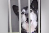 『人懐っこい迷子犬』を保護→家族を待っても、お迎えが来なくて…当時が嘘のような『表情の変化』に感動「最高のストーリー」「末長くお幸せに」