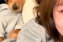 ソファで転がっていたら、添い寝しにきた犬→『嬉しいな』と寝顔を見てみたら…『衝撃的な表情』が14万再生「落花生みたいで草」「貴重な顔ｗ」