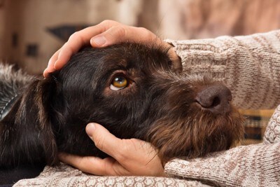 見つめる黒い犬