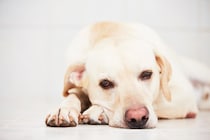 犬の元気がなくなる『飼い主の行動』4つ　愛犬が落ち込んでいるときにみせる仕草や態度とは？