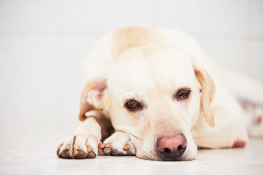 犬の元気がなくなる『飼い主の行動』4つ　愛犬が落ち込んでいるときにみせる仕草や態度とは？