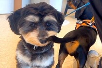 『なんでやねん！』動物病院に来た犬→他の犬のしっぽが…まさかの『理不尽な光景』がシュール過ぎると32万再生「耐えてて草」「愛おしいｗ」