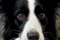 赤ちゃんのズボンを脱がしていたら『世界一賢いと言われる犬』が…気が利き過ぎている『まさかの光景』に12万いいね「すごい」「なんて賢い子」