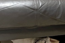 『犬を覗く時、犬もまた覗いている』ソファーの下でくつろぐワンコ→まるでホラー映画のような『表情』に1万いいね「目がｗｗ」「薄目で草」