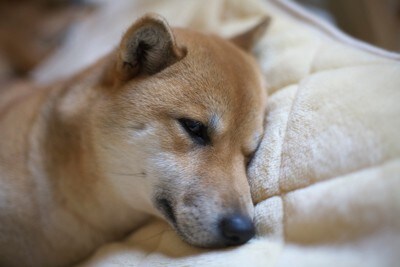 元気のなさそうな柴犬