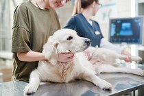 犬の『クッシング症候群』とは？危険な6つの症状や早期発見する方法まで