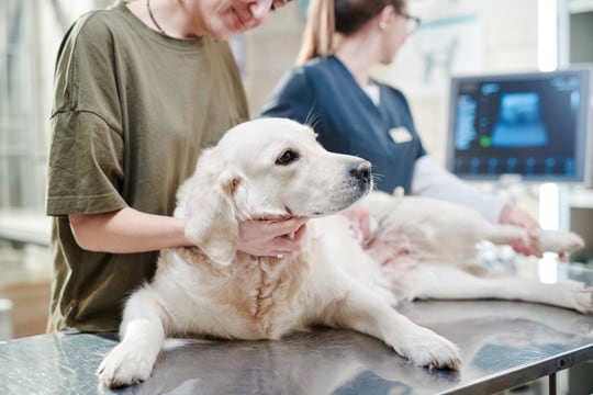 犬の『クッシング症候群』とは?危険な6つの症状や早期発見する方法まで