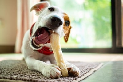 骨を噛む犬