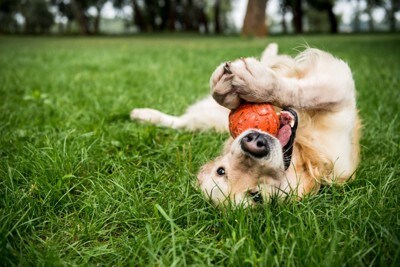 芝生で寝転がりながら遊ぶ大型犬