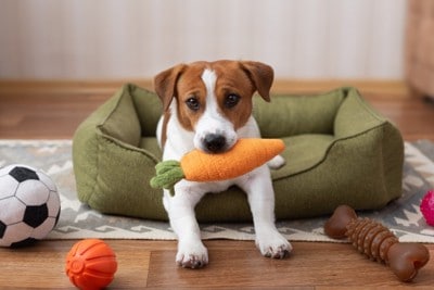 おもちゃをくわえる犬