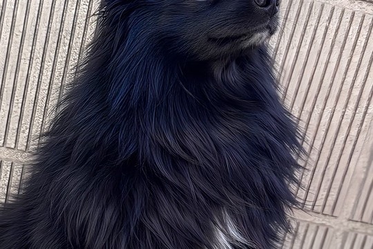 ママが撮影した『かっこいい犬の写真』→パパが撮ると…?まるで別犬のようになる『違い』が93万表示「笑顔になった」「どっちも可愛いww」