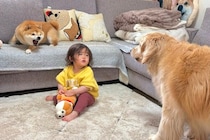 柴犬におもちゃを取られてしまった1歳の女の子→大型犬に助けを求めて…まるで人のような『正義感にあふれた行動』が49万再生「ママみたい」