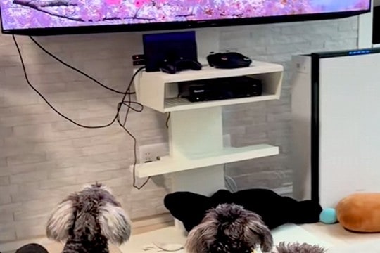 テレビで『犬の番組』が始まると、ワンコたちが興味津々になり…まるで『人間の子どものような光景』が12万再生「べスポジw」「幸せ空間」