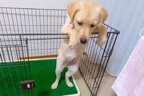 子犬がサークルから出たがるので『扉を開けてあげた』結果…まさかの『コントのような光景』に爆笑続々「可愛すぎる」「必死なんだねｗｗ」