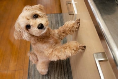 キッチンで甘える小型犬