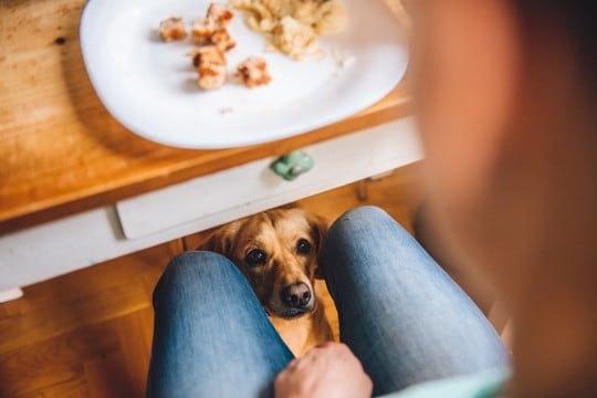 犬が飼い主に『催促している』ときにみせるサイン6つ　要求に対する正しい応え方まで