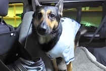 旅行に出かけたお母さん→犬と一緒に『駅までお迎えに行った』結果…愛おしい『2日ぶりの再会』が12万再生「人間の子供みたい」「尻尾が…」