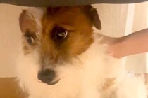 ずっと『何かに怯えた顔』をする保護犬→家族になり、愛情を注いだ結果…もはや別犬のような『表情』に感動「涙出る」「こっちまで幸せになった」