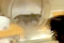 回し車で爆走するハムスター→犬が興味津々で見つめて…まるで人の子どものような『愛おしい行動』に反響「後ろ姿可愛すぎる」「気になるのねｗ」