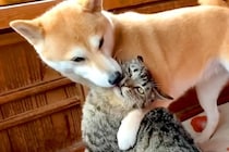 猫のことが大好きすぎる犬→愛が溢れて『チューをした』結果…思わず吹き出す攻防戦が454万再生「戦意喪失してて草」「大人しくて笑うｗｗ」