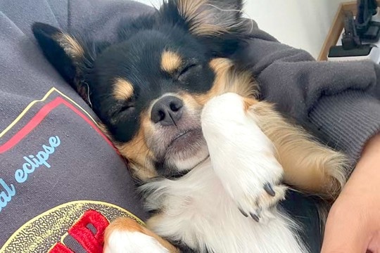 犬があまりにもご飯を食べないので、心配で病院に連れて行ったら…予想外だった『まさかの診断結果』に反響「すごい診断名ww」「あるある」