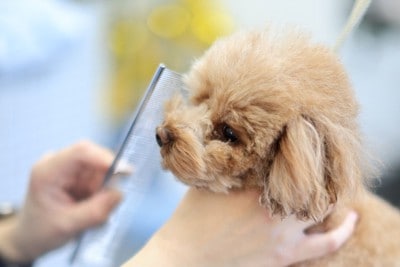 コームで整えてもらう犬