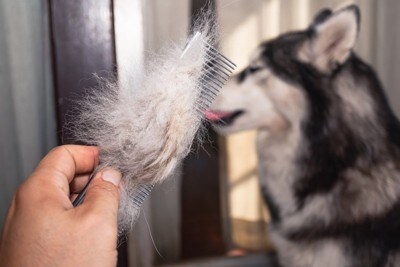 トリマーにカットされる犬