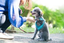 犬を『甘やかしすぎる』と起こる危険なこと６選　問題行動の原因となることも…