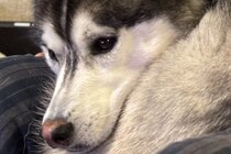 飼い主の膝の上に乗るハスキー犬→なんとか収まろうとして…まさかの『猫化してしまう光景』に2万いいね「かわいい」「間違いなく犬型のネコ」
