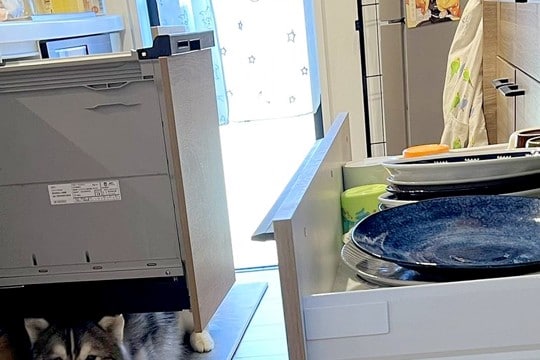 『うちの子だけ…？』冷蔵庫や食洗器を開けたら、2頭のハスキーが…共感を呼んだ『謎すぎる行動』が300万表示「猫みたいｗ」「うちもするｗ」