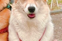 友人に犬の写真を見せたら『マイクロビキニ着てる？』と言われ…思わず納得する『まさかの光景』に9万いいね「似合ってて草」「不満そうｗｗ」