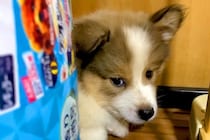 収容されていた『野犬の子犬』を飼った結果→辛い経験を経て…涙が止まらない『2年間の成長記録』が265万再生「愛情深さに感動…」「泣いた」