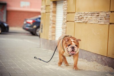 リードを引きずって歩くブルドッグ