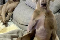 『私はおっさんを育てているのか…？』ソファにいる犬たちを撮影→ワンコとは思えない『姿勢』に6万いいね「偉い人で草」「渋い声出しそうｗ」