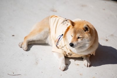 日光浴、柴犬