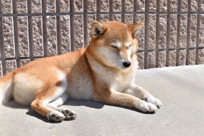 日光浴、眠い柴犬