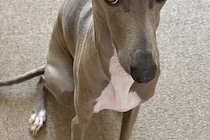 パッキングをしていたら、なぜか犬が『上目遣い』で見てきて…あまりにも愛おしい『まさかの光景』に1万いいね「健気…」「おねだり顔が可愛い」