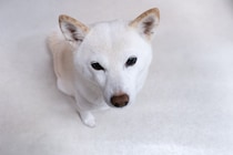 犬が飼い主を『出待ちする』理由５選　お風呂やトイレについてくる心理や注意点まで
