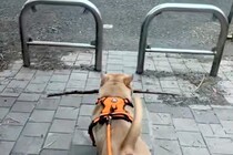 枝を持ち帰ろうとする犬→柵に引っかかってしまい…あまりにも強引な『まさかの突破方法』が25万再生「お約束過ぎるｗｗ」「除夜の鐘で草」