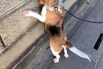 散歩中の犬が『壁の向こうにワンコがいる』と気付いた結果→『まさかの探し方』が142万表示「全部チェックするのたまらん」「会えるといいね」